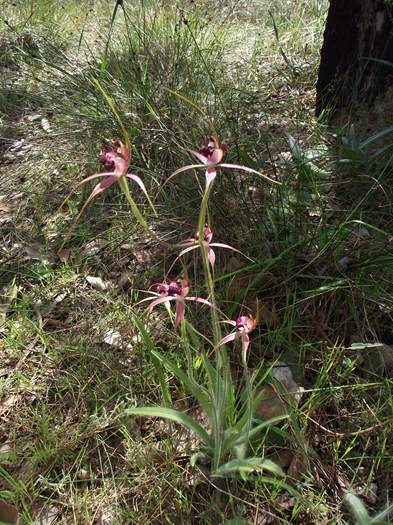 Caladenia - Spider Orchid wireless_hill_067_2.JPG